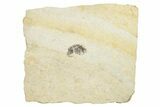 Fossil True Weevil (Curculionidae) Beetle - France #254560-1